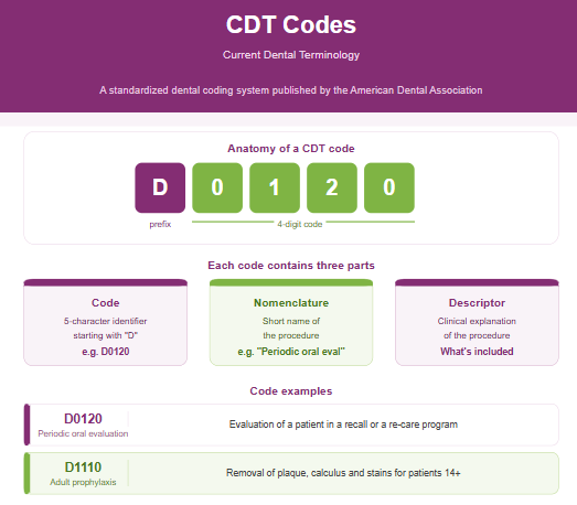 CDT codes anatomy